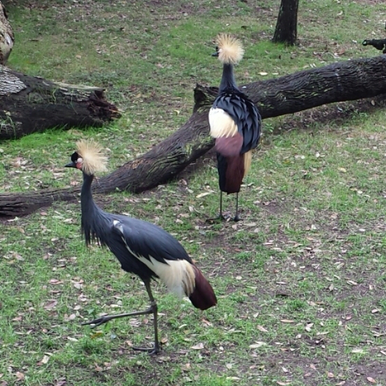 Cranes.