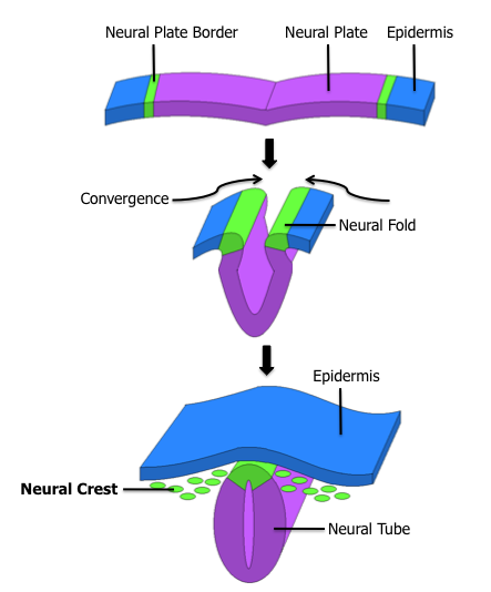 Development of the dorsal hollow nerve tube from neural crest cells of the ectoderm (called epidermis here) Public Domain